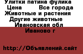 Улитки патина фулика › Цена ­ 10 - Все города Животные и растения » Другие животные   . Ивановская обл.,Иваново г.